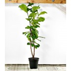 Ficus lyrata or Fiddle Leaf Fig