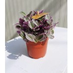 Tradescantia nanouk or Fantasy Venice 15-20cm