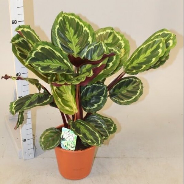 Calathea, Peacock Plant Or Zebra Plant نبات ..