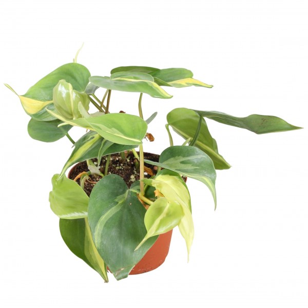 Philodendron Brasil