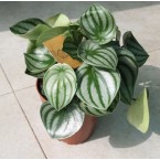 Peperomia argyreia or Watermelon Peperomia