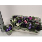 Saintpaulia or African Violets 12 – 15cm