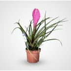 Tillandsia Cyanea Pink Quill