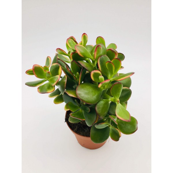 Crassula Ovata (dollar Plant, Jade Plant, Jade T..