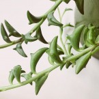 Senecio peregrinus or String of Dolphins