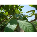 Terminalia catappa “Indian Almond Tree” شجرة اللوز الهندية