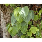 Ficus religiosa or Sacred Fig Tree