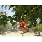 Pithecellobium dulce, Jungle JalebI or Madras Thorn