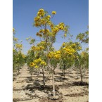 Tabebuia argentea or Golden Bell Tree 3.0 – 4.0m