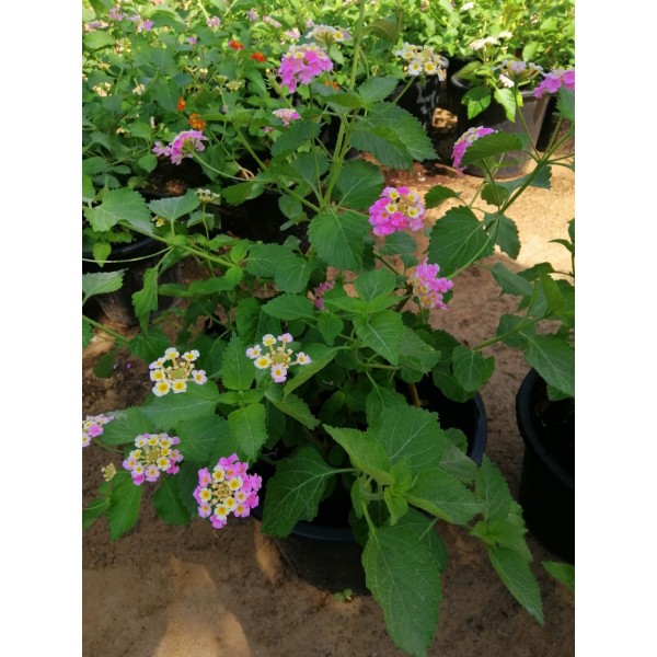 Lantana Camara, Pinkmound, West Indian Lantana 3..