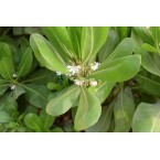 Scaevola frutescens (Vahl Beach Naupaka, Hawaiian Half Flower, Sea Lettuce)