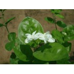 Jasminum sambac “The Arabian Jasmine” 50 – 70cm overall height