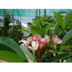 Plumeria obtusa “Frangipani or The Temple Tree”