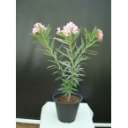 Nerium oleander