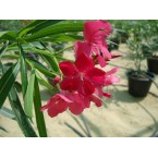 Nerium oleander