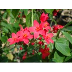 Jatropha integerrima “peregrina or spicy jatropha