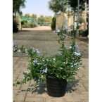 Plumbago capensis Or The Blue Plumbago 40 – 50cm