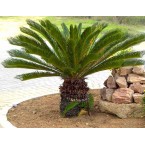 Cycas Revoluta “Sago Palm”