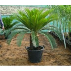 Cycas Revoluta “Sago Palm”