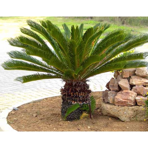 Cycas Revoluta “sago Palm”