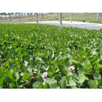 Ipomoea pes-caprae, Railroad Vine or Railway Creeper 30 – 40cm