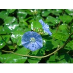 Jacquemontia pentantha “Sky Blue Cluster Vine” 80 – 100cm