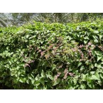 Antigonon leptopus or Coral vine “Mexican creeper” 60 – 80cm