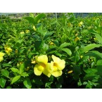 Allamanda cathartica or Golden trumpet 60 – 80cm