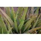 Aloe vera, Medicina Aloe, Savila Or الألوة فيرا