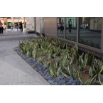 Sansevieria trifasciata Or Snake Plant (Outdoor)