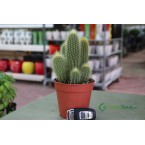 Ornamental Cactus 7 – 15cm