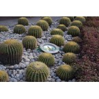 Echinocactus grusonii (Golden Barrel Cactus, Mother-in-law Cushion) 30-40cm Spread