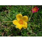 Portulaca grandiflora or Rose Moss