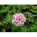 Portulaca grandiflora or Rose Moss