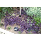 Setcreasea purpurea or Purple Heart