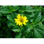 Wedelia trilobata (Creeping Daisy or Rabbit’s Paw)