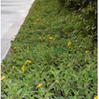 Wedelia trilobata (Creeping Daisy or Rabbit’s Paw)