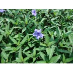 Ruellia ciliosa or wild petunia