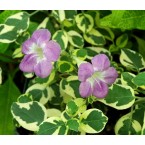 Asystasia gangetica “Chinese Violet” 10-15cm