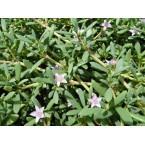 Sesuvium portulacastrum or Shoreline seapurslane