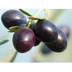 Olea europea or Olive Tree شجرة زيتون