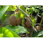 Manilkara zapota Or Chicko Tree شجرة الشيكو