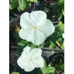 Vinca flowers 10 – 15cm