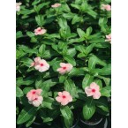 Vinca flowers 10 – 15cm