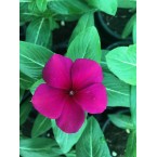 Vinca flowers 10 – 15cm