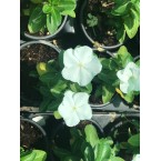 Vinca flowers 10 – 15cm