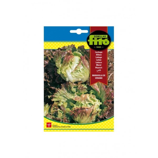 Lettuce Summer Marvel – Fito