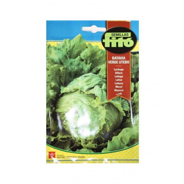 Lettuce ‘webbs Wonderful’ – Fito Seeds