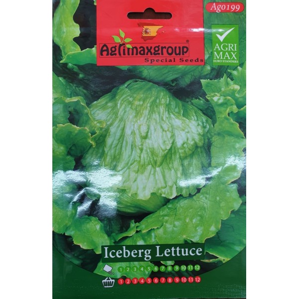 Iceberg Lettuce